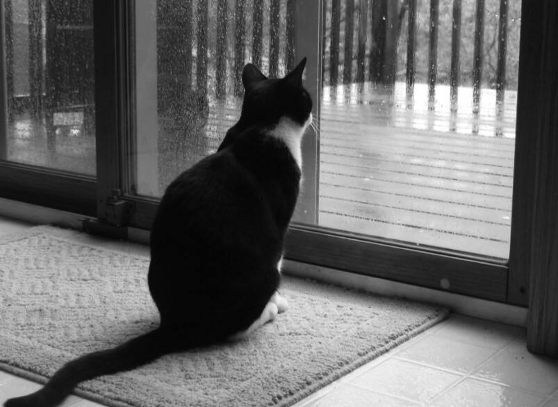 Пасмурная погода всегда ассоциируется с грустью и тоской. Фото.