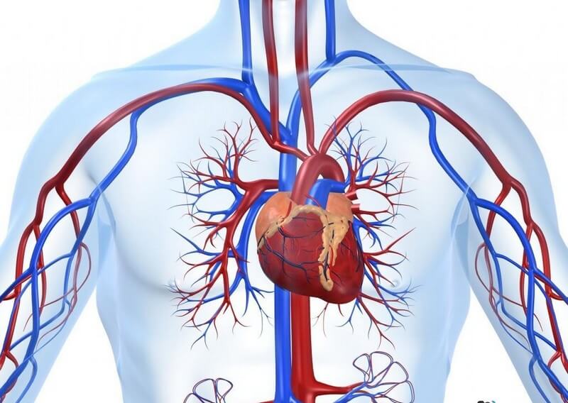Натрий необходим для нормальной работы сердечно-сосудистой системы. Фото.