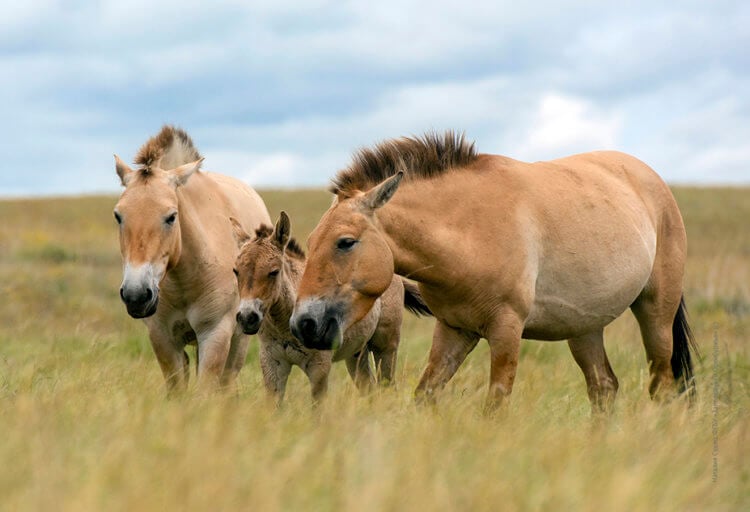 Как древние люди превратили мясных лошадей в ездовых