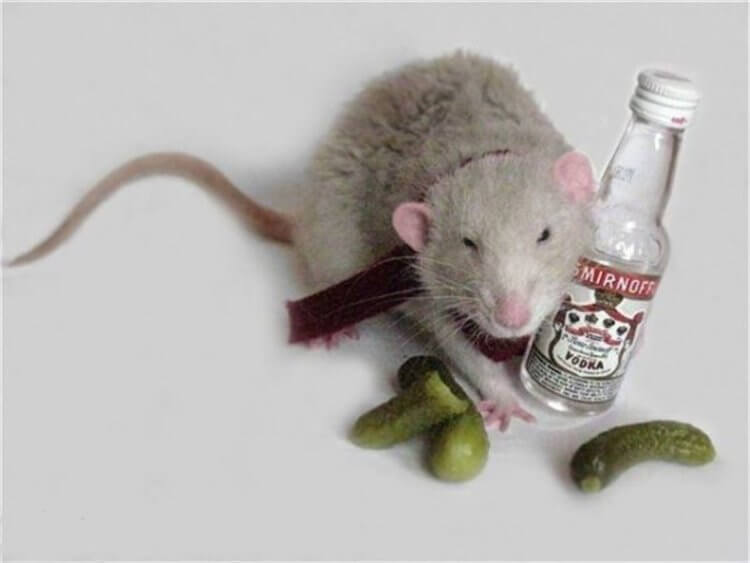 Почему алкоголизм у женщины формируется быстрее. У самок мышей, аналогично людям, алкоголизм быстрее развивается, чем у самцов. Фото.
