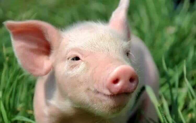 В США успешно трансплантировали свиную почку человеку. Свиньи могут стать источником не только мяса, но и органов для человека. Фото.