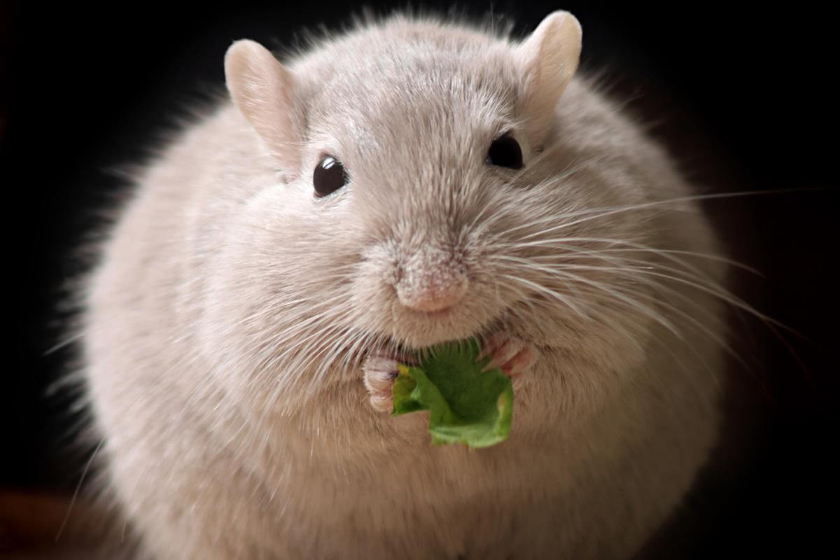 Блокирование «гена ожирения» у мышей показало положительный результат. Фото.