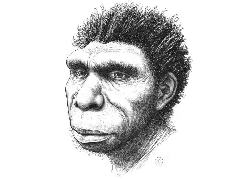Обнаружен новый вид предка человека — Homo bodoensis. Визуализация прямого предка человека, который получил название Homo bodoensis. Фото.
