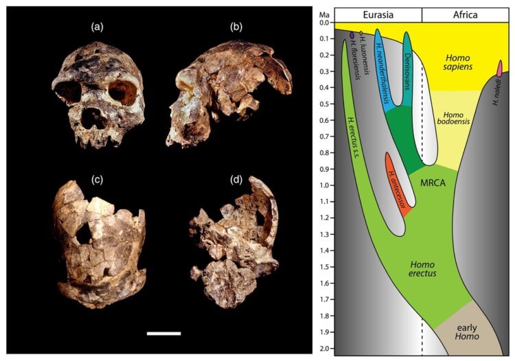 Предок человека разумного поможет в изучении эволюции. Останки Homo bodoensis, жившего во времена среднего плейстоцена. Фото.