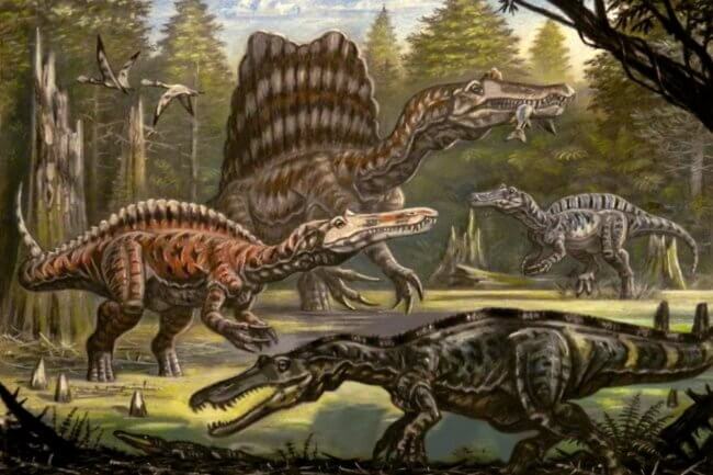 Динозавр «адская цапля» может пролить свет на историю происхождения спинозавров. Фото.