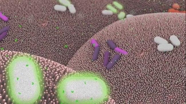 Ученые создали «живое лекарство» на основе модифицированных бактерий. Фото.