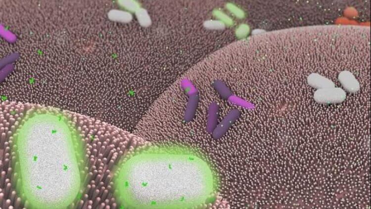 Ученые создали «живое лекарство» на основе модифицированных бактерий. Модифицированные бактерии помогут бороться с устойчивыми к антибиотику вирусами. Фото.