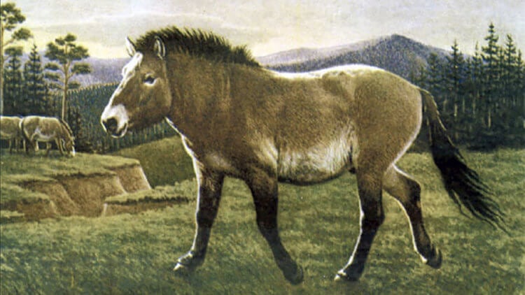 Как древние люди превратили мясных лошадей в ездовых