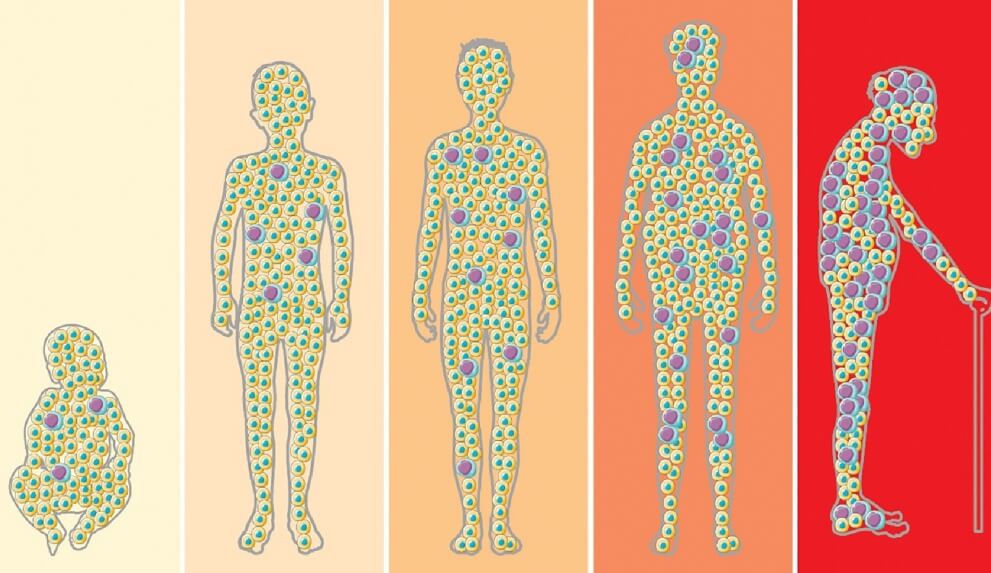 Как лекарство от старости действуют на организм. Синесцентные клетки с возрастом накапливаются в организме человека. Фото.