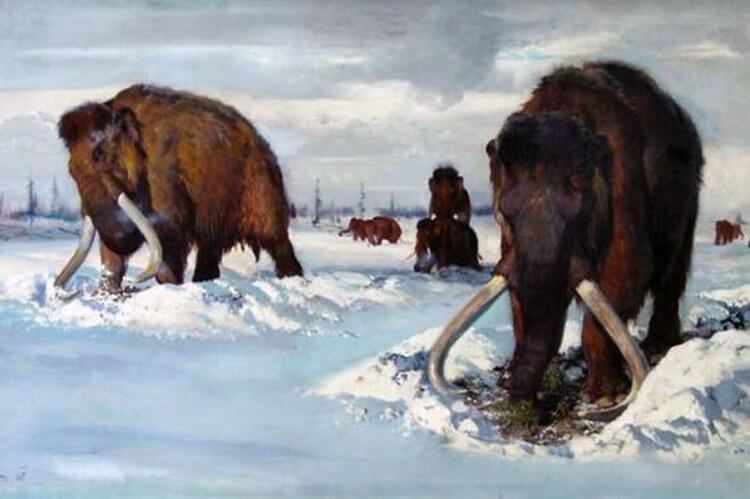 Где и как жили мамонты. В ледниковый период для мамонтов на Земле было больше еды, чем в условиях высоко влажности. Фото.
