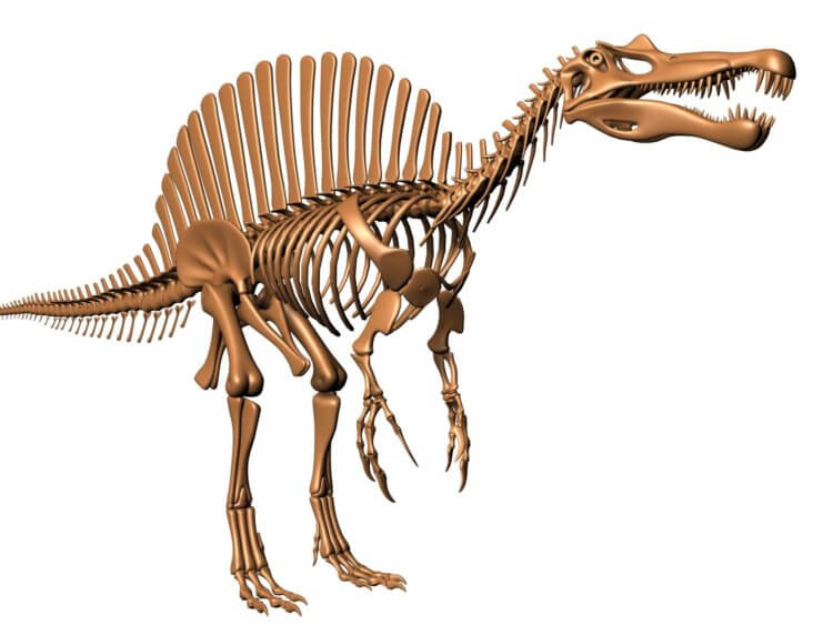 Спинозавры существовали разных видов. Компьютерная модель спинозавра, проживавшего на Земле в ранний меловой период. Фото.