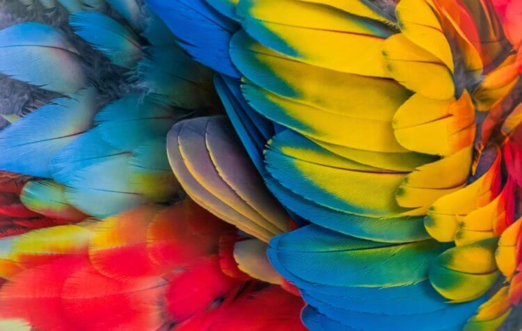 Ценность перьев попугаев. Яркие перья попугаев использовались для украшения одежды и наверняка были очень дорогими. Фото.