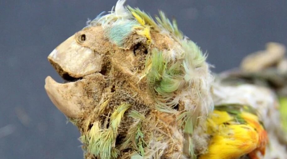 Мумифицированные попугаи отлично сохранились до наших времен. Фото.