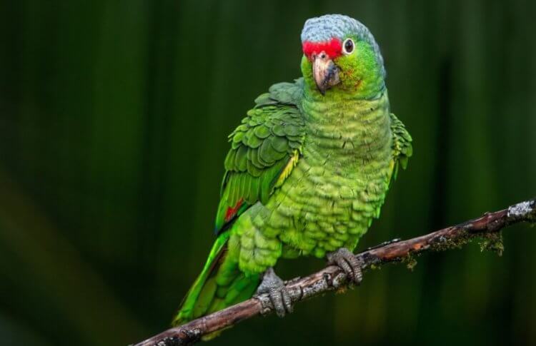 Мумии попугаев в пустыне Атакама. В лесах бассейна Амазонки преимущественно обитают попугаи-амазоны. Фото.