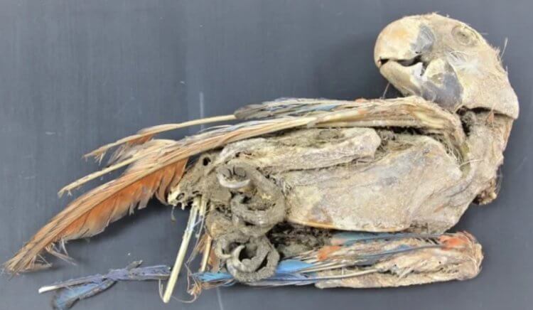 Зачем люди мумифицировали животных? Одна из найденных учеными мумий. Фото.