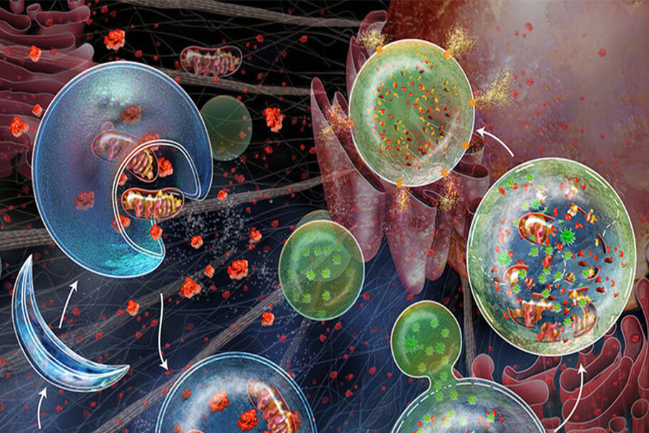 Процесс очистки клеток, который возникает при интервальном голодании, замедляет их старение. Фото.