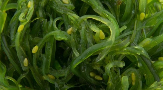 Зеленые водоросли способны обеспечивать мозг кислородом. Фото.