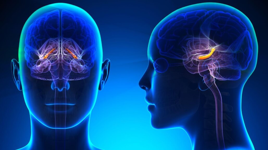 Почему плохое запоминается лучше? Расположение гиппокампа. Фото.