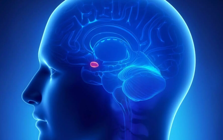 Почему плохое запоминается лучше? Расположение миндалевидного тела. Фото.