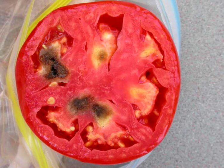Ученые обнаружили у томатов ген, который влияет на гниение плода