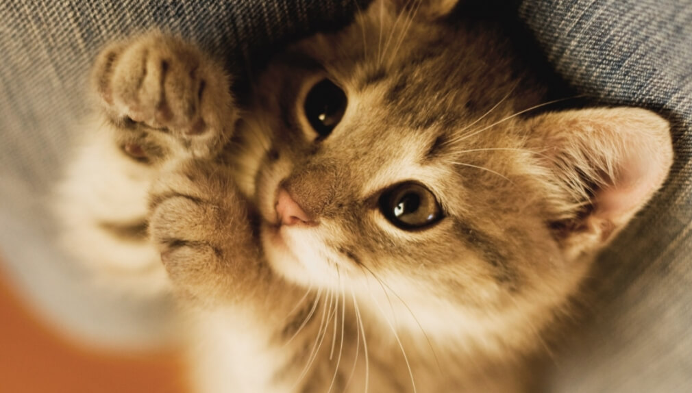 Польза домашних животных. Ученые в очередной раз доказали, что кошки могут быть полезными домашними животными. Фото.