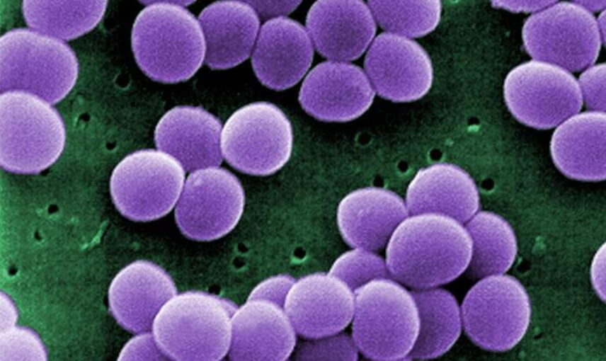 Устойчивые к антибиотикам бактерии. Бактерии Staphylococcus pseudintermedius. Фото.