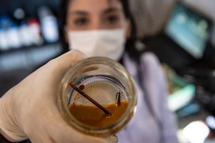 Чилийские ученые испытывают бактерии, которые за три дня съедают металлический гвоздь. Проголодавшиеся бактерии экстремафилы за три дня съедают металлический гвоздь. Фото.