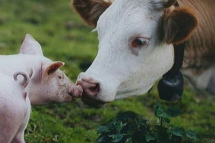 Микропластик впервые найден в крови коров и свиней. Опасен ли он для человека? Скорее всего, пластик попадает в организмы животных через еду. Фото.