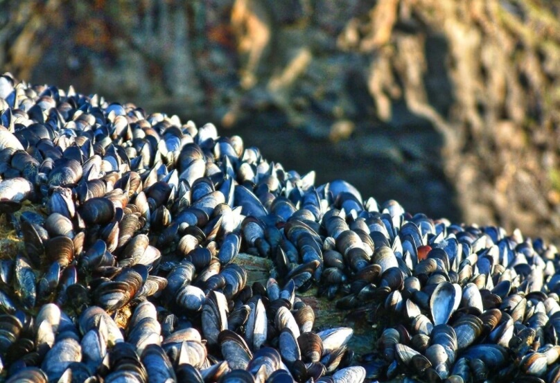 Как микропластик попадает в организм? Мидии могут частично решить проблему микропластика. Фото.