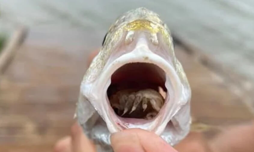 Кто такие языковые мокрицы? Мокрица внутри атлантического горбыля. Фото.