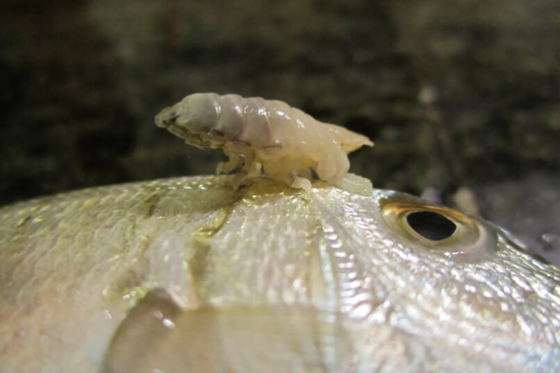 Кто такие языковые мокрицы? Языковая мокрица, извлеченная из рыбы. Фото.