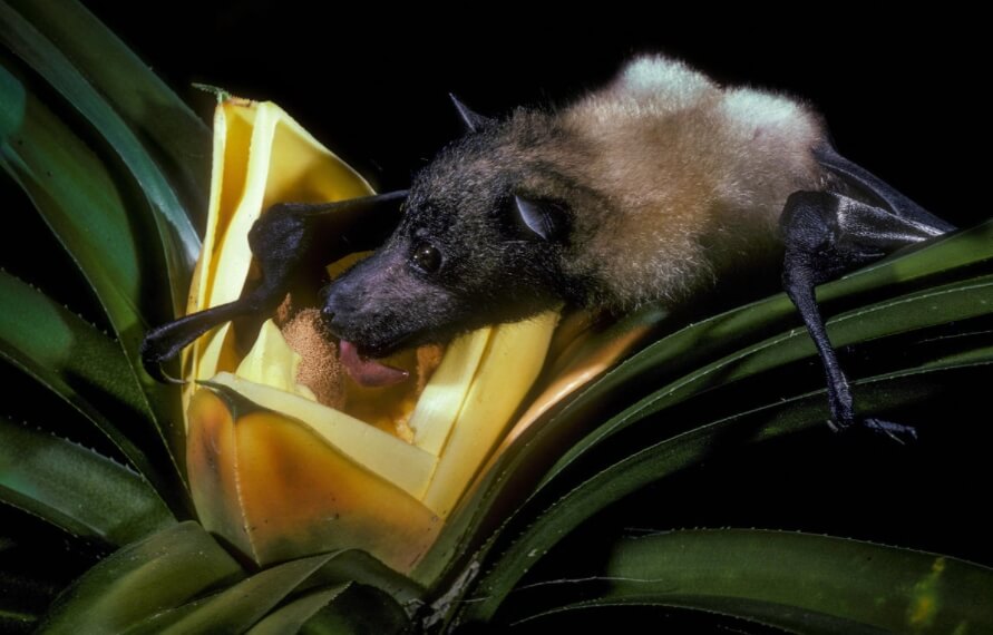 Марианская летучая лисица. Фото.