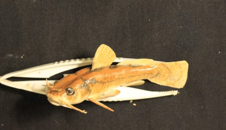 Золотые рыбки. Золотая рыбка вида Scioto madtom. Фото.