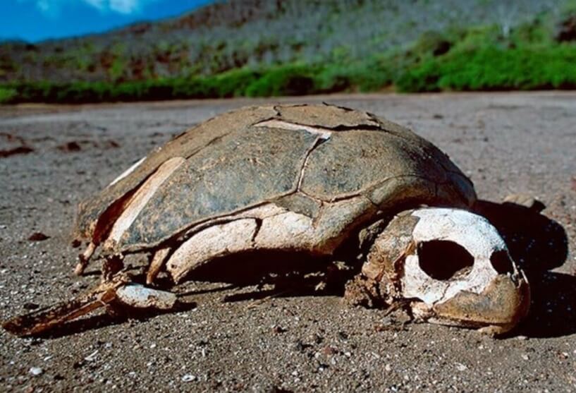 При желании, люди могут остановить вымирание животных. Фото.