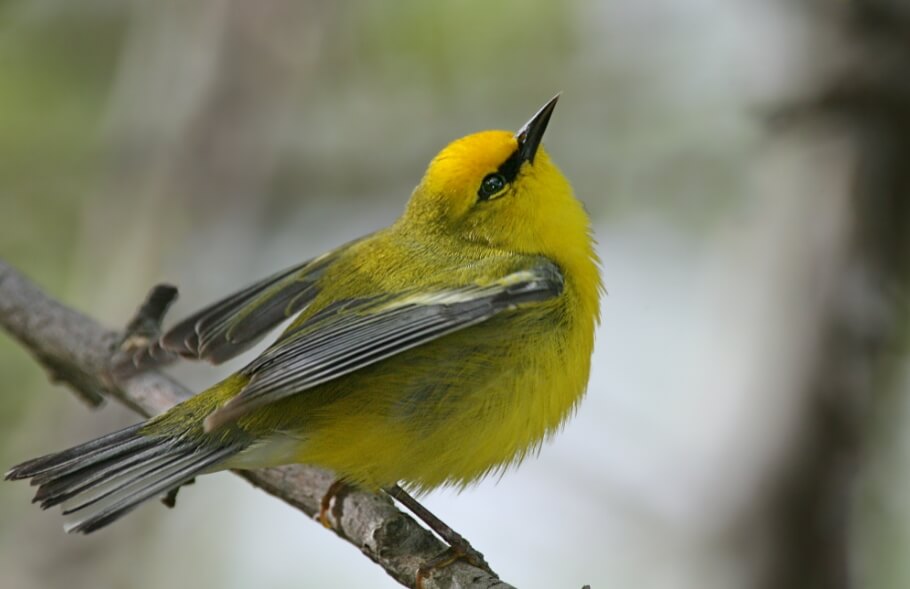 Пеночковый певун. Фото.