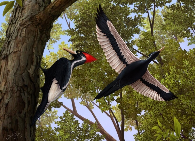 Белоклювых дятлов в последний раз видели в 2005 году. Фото.