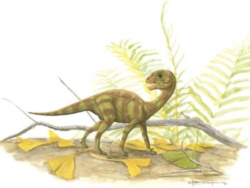 Молодые особи собирались в группы отдельно от взрослых муссавров. Фото.