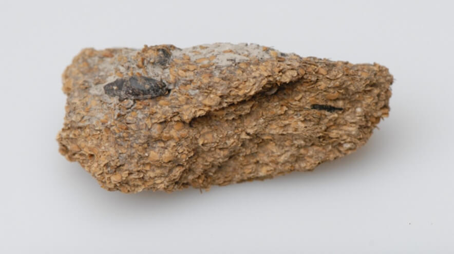 Окаменелые фекалии. Фото.