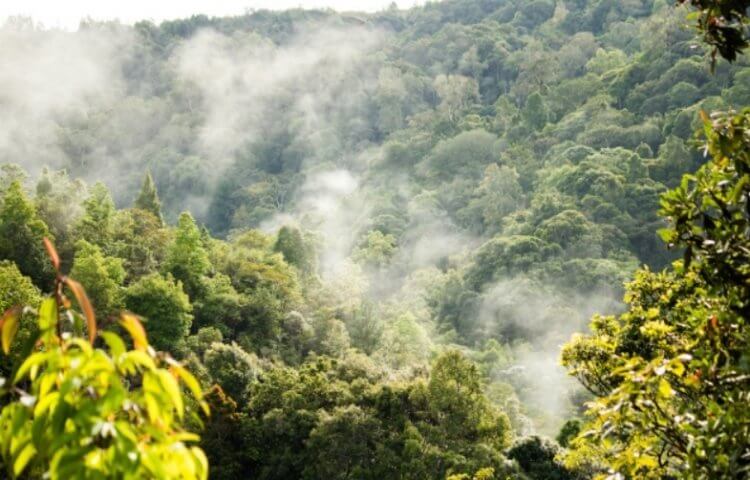 10 лесов, которые наносят природе непоправимый вред