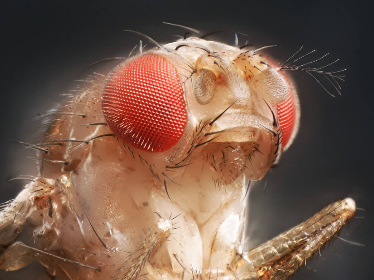 У плодовых мушек, как и у людей, имеются биологические часы. Фото.