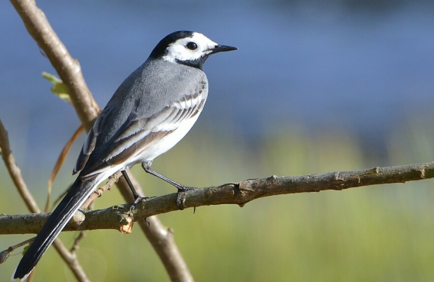 В России обитает около 780 птиц. Около трети из них являются перелетными. Фото.