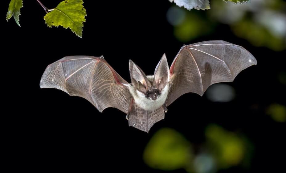 Летучие мыши тоже совершают длительные перелеты. Обычно это происходит в общих смешанных стаях вместе с насекомоядными птицами. Фото.