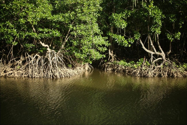 Мангровый лес дает неутешительную подсказку о будущем повышении уровня воды на планете. Фото.