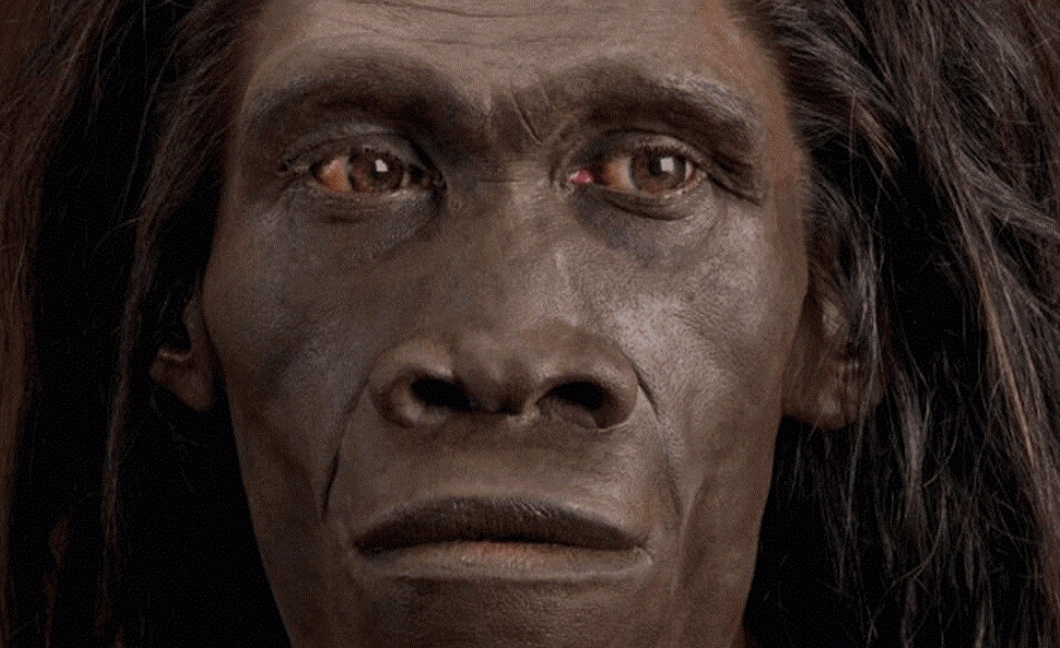 Развитие человеческого мозга. Наш мозг гораздо меньше, чем у наших далеких предков (более древних, чем даже homo erectus). Развитие человеческого мозга. Наш мозг гораздо меньше, чем у наших далеких предков (более древних, чем даже homo erectus). Фото.