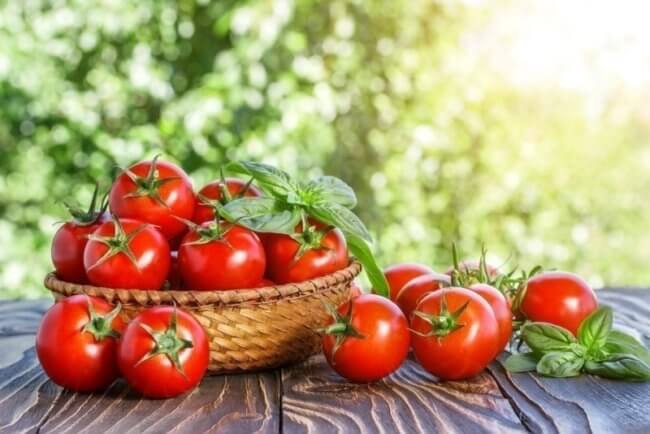 Ученые обнаружили у томатов ген, который влияет на гниение плода. Фото.