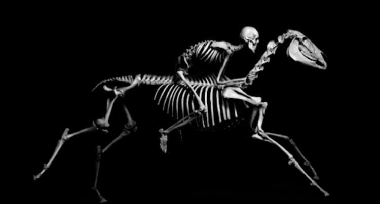Все скелеты в животном мире можно поделить на четыре типа — какие они и почему такими возникли? Все существующие в природе скелеты бывают четырех основных типов. Фото.