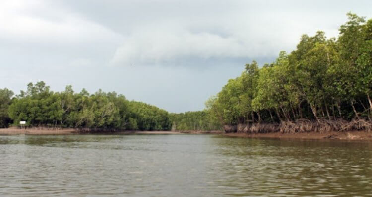 Как сохранились мангровые заросли вдали от моря. Ученые обнаружили мангровый лес на высоте около 10 метров над уровнем моря, что является большой редкостью. Фото.