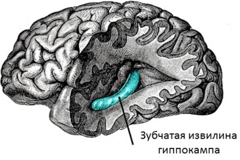 Зубчатая извилина человеческого мозга. Фото.