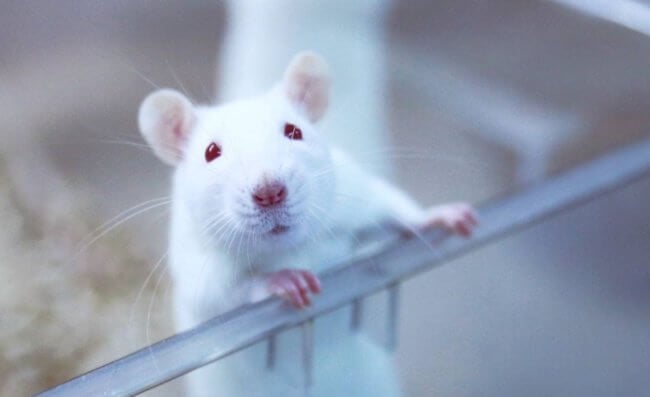 Депрессия может развиться даже у мышей. Но из-за чего? Фото.