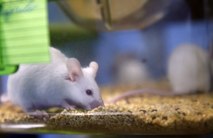 Депрессивная мышь стала меньше общаться с сородичами. Фото.